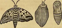 An illustration from Mundus subterraneus, in XII libros digestus : qvo divinum subterrestris mundi opificium, mira ergasteriorum naturae in eo distributio, verbo [pantamorphon] Protei regnum, universae denique naturae majestas & divitiae summa rerum varietate exponuntur, abditorum effectuum causae acri indagine inquistae demonstrantur, cognitae per artis & naturae conjugium ad humanae vitae necessarium usum vario experimentorum apparata, necnon novo modo & ratione applicantur. Ad Alexandrum VII. pont. opt. max. (1678)