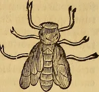 An illustration from Mundus subterraneus, in XII libros digestus : qvo divinum subterrestris mundi opificium, mira ergasteriorum naturae in eo distributio, verbo [pantamorphon] Protei regnum, universae denique naturae majestas & divitiae summa rerum varietate exponuntur, abditorum effectuum causae acri indagine inquistae demonstrantur, cognitae per artis & naturae conjugium ad humanae vitae necessarium usum vario experimentorum apparata, necnon novo modo & ratione applicantur. Ad Alexandrum VII. pont. opt. max. (1678)