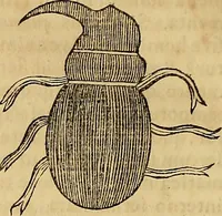 An illustration from Mundus subterraneus, in XII libros digestus : qvo divinum subterrestris mundi opificium, mira ergasteriorum naturae in eo distributio, verbo [pantamorphon] Protei regnum, universae denique naturae majestas & divitiae summa rerum varietate exponuntur, abditorum effectuum causae acri indagine inquistae demonstrantur, cognitae per artis & naturae conjugium ad humanae vitae necessarium usum vario experimentorum apparata, necnon novo modo & ratione applicantur. Ad Alexandrum VII. pont. opt. max. (1678)
