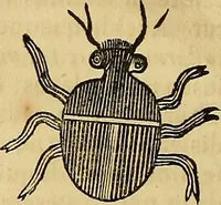 An illustration from Mundus subterraneus, in XII libros digestus : qvo divinum subterrestris mundi opificium, mira ergasteriorum naturae in eo distributio, verbo [pantamorphon] Protei regnum, universae denique naturae majestas & divitiae summa rerum varietate exponuntur, abditorum effectuum causae acri indagine inquistae demonstrantur, cognitae per artis & naturae conjugium ad humanae vitae necessarium usum vario experimentorum apparata, necnon novo modo & ratione applicantur. Ad Alexandrum VII. pont. opt. max. (1678)