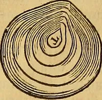 Picture 295 of 319 from Mundus subterraneus, in XII libros digestus : qvo divinum subterrestris mundi opificium, mira ergasteriorum naturae in eo distributio, verbo [pantamorphon] Protei regnum, universae denique naturae majestas & divitiae summa rerum varietate exponuntur, abditorum effectuum causae acri indagine inquistae demonstrantur, cognitae per artis & naturae conjugium ad humanae vitae necessarium usum vario experimentorum apparata, necnon novo modo & ratione applicantur. Ad Alexandrum VII. pont. opt. max. (1678), leaf 896