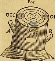 Picture 296 of 319 from Mundus subterraneus, in XII libros digestus : qvo divinum subterrestris mundi opificium, mira ergasteriorum naturae in eo distributio, verbo [pantamorphon] Protei regnum, universae denique naturae majestas & divitiae summa rerum varietate exponuntur, abditorum effectuum causae acri indagine inquistae demonstrantur, cognitae per artis & naturae conjugium ad humanae vitae necessarium usum vario experimentorum apparata, necnon novo modo & ratione applicantur. Ad Alexandrum VII. pont. opt. max. (1678), leaf 896