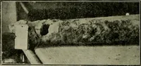 An illustration from Municipal record (1908)