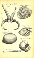 An illustration from Musaeum Regalis Societatis, or, A catalogue & description of the natural and artificial rarities belonging to the Royal Society and preserved at Gresham Colledge (1681)