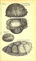 An illustration from Musaeum Regalis Societatis, or, A catalogue & description of the natural and artificial rarities belonging to the Royal Society and preserved at Gresham Colledge (1681)
