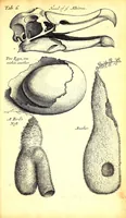 An illustration from Musaeum Regalis Societatis, or, A catalogue & description of the natural and artificial rarities belonging to the Royal Society and preserved at Gresham Colledge (1681)