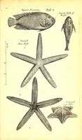 An illustration from Musaeum Regalis Societatis, or, A catalogue & description of the natural and artificial rarities belonging to the Royal Society and preserved at Gresham Colledge (1681)