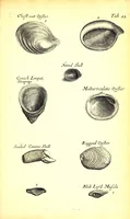 An illustration from Musaeum Regalis Societatis, or, A catalogue & description of the natural and artificial rarities belonging to the Royal Society and preserved at Gresham Colledge (1681)