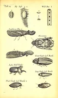 An illustration from Musaeum Regalis Societatis, or, A catalogue & description of the natural and artificial rarities belonging to the Royal Society and preserved at Gresham Colledge (1681)