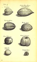 An illustration from Musaeum Regalis Societatis, or, A catalogue & description of the natural and artificial rarities belonging to the Royal Society and preserved at Gresham Colledge (1681)