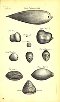 An illustration from Musaeum Regalis Societatis, or, A catalogue & description of the natural and artificial rarities belonging to the Royal Society and preserved at Gresham Colledge (1681)