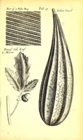 An illustration from Musaeum Regalis Societatis, or, A catalogue & description of the natural and artificial rarities belonging to the Royal Society and preserved at Gresham Colledge (1681)