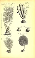 An illustration from Musaeum Regalis Societatis, or, A catalogue & description of the natural and artificial rarities belonging to the Royal Society and preserved at Gresham Colledge (1681)