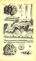 An illustration from Musaeum Regalis Societatis, or, A catalogue & description of the natural and artificial rarities belonging to the Royal Society and preserved at Gresham Colledge (1681)