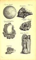 An illustration from Musaeum Regalis Societatis, or, A catalogue & description of the natural and artificial rarities belonging to the Royal Society and preserved at Gresham Colledge (1681)