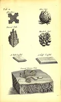 An illustration from Musaeum Regalis Societatis, or, A catalogue & description of the natural and artificial rarities belonging to the Royal Society and preserved at Gresham Colledge (1681)