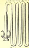 An illustration from Musaeum Regalis Societatis, or, A catalogue & description of the natural and artificial rarities belonging to the Royal Society and preserved at Gresham Colledge (1681)