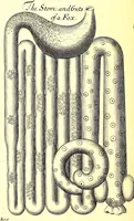 An illustration from Musaeum Regalis Societatis, or, A catalogue & description of the natural and artificial rarities belonging to the Royal Society and preserved at Gresham Colledge (1681)