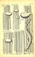 An illustration from Musaeum Regalis Societatis, or, A catalogue & description of the natural and artificial rarities belonging to the Royal Society and preserved at Gresham Colledge (1681)