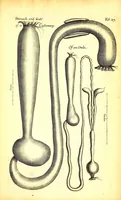 An illustration from Musaeum Regalis Societatis, or, A catalogue & description of the natural and artificial rarities belonging to the Royal Society and preserved at Gresham Colledge (1681)