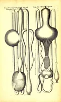 An illustration from Musaeum Regalis Societatis, or, A catalogue & description of the natural and artificial rarities belonging to the Royal Society and preserved at Gresham Colledge (1681)
