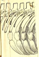 An illustration from Musaeum Regalis Societatis, or, A catalogue & description of the natural and artificial rarities belonging to the Royal Society and preserved at Gresham Colledge (1694)
