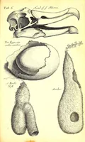 Picture 2 of 15 from Musaeum Regalis Societatis, or, A catalogue & description of the natural and artificial rarities belonging to the Royal Society and preserved at Gresham Colledge (1694), leaf 469