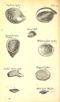 An illustration from Musaeum Regalis Societatis, or, A catalogue & description of the natural and artificial rarities belonging to the Royal Society and preserved at Gresham Colledge (1694)