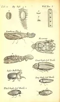 An illustration from Musaeum Regalis Societatis, or, A catalogue & description of the natural and artificial rarities belonging to the Royal Society and preserved at Gresham Colledge (1694)