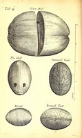 Picture 5 of 15 from Musaeum Regalis Societatis, or, A catalogue & description of the natural and artificial rarities belonging to the Royal Society and preserved at Gresham Colledge (1694), leaf 488