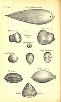 An illustration from Musaeum Regalis Societatis, or, A catalogue & description of the natural and artificial rarities belonging to the Royal Society and preserved at Gresham Colledge (1694)