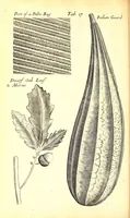 Picture 7 of 15 from Musaeum Regalis Societatis, or, A catalogue & description of the natural and artificial rarities belonging to the Royal Society and preserved at Gresham Colledge (1694), leaf 492