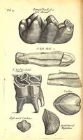An illustration from Musaeum Regalis Societatis, or, A catalogue & description of the natural and artificial rarities belonging to the Royal Society and preserved at Gresham Colledge (1694)