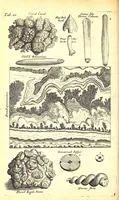 An illustration from Musaeum Regalis Societatis, or, A catalogue & description of the natural and artificial rarities belonging to the Royal Society and preserved at Gresham Colledge (1694)