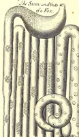 Picture 12 of 15 from Musaeum Regalis Societatis, or, A catalogue & description of the natural and artificial rarities belonging to the Royal Society and preserved at Gresham Colledge (1694), leaf 504