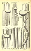 Picture 14 of 15 from Musaeum Regalis Societatis, or, A catalogue & description of the natural and artificial rarities belonging to the Royal Society and preserved at Gresham Colledge (1694), leaf 506