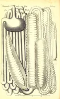 An illustration from Musaeum Regalis Societatis, or, A catalogue & description of the natural and artificial rarities belonging to the Royal Society and preserved at Gresham Colledge (1694)