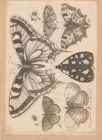 An illustration from Muscarum scarabeorum, vermiumque varie figure & formae, omnes primo ad vivum coloribus depictae & ex collectione Arundelian a Wenceslao Hollar aqua forti aeri insculptae, Antverpiae anno 1646 (1646)