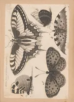 An illustration from Muscarum scarabeorum, vermiumque varie figure & formae, omnes primo ad vivum coloribus depictae & ex collectione Arundelian a Wenceslao Hollar aqua forti aeri insculptae, Antverpiae anno 1646 (1646)