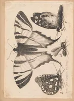 An illustration from Muscarum scarabeorum, vermiumque varie figure & formae, omnes primo ad vivum coloribus depictae & ex collectione Arundelian a Wenceslao Hollar aqua forti aeri insculptae, Antverpiae anno 1646 (1646)