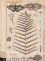 An illustration from Musei Petiveriani centuria prima-[decima] rariora naturae; continens: viz. animalia, fossilia, plantas, ex variis mundi plagis advecta, ordine digesta, et nominibus propriis signata (1695)