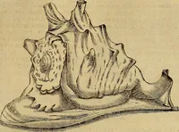 Picture 24 of 101 from Museo Cospiano : annesso a quello del famoso Vlisse Aldrovandi e donato alla sua patria dall' illustrissimo signor Ferdinando Cospi ..., fra' gli Accademici Gelati il Fedele, e principe al presente de' medesimi (1677), leaf 124