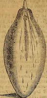 An illustration from Museo Cospiano : annesso a quello del famoso Vlisse Aldrovandi e donato alla sua patria dall' illustrissimo signor Ferdinando Cospi ..., fra' gli Accademici Gelati il Fedele, e principe al presente de' medesimi (1677)