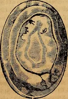 Picture 36 of 101 from Museo Cospiano : annesso a quello del famoso Vlisse Aldrovandi e donato alla sua patria dall' illustrissimo signor Ferdinando Cospi ..., fra' gli Accademici Gelati il Fedele, e principe al presente de' medesimi (1677), leaf 202