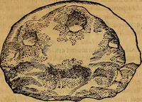 An illustration from Museo Cospiano : annesso a quello del famoso Vlisse Aldrovandi e donato alla sua patria dall' illustrissimo signor Ferdinando Cospi ..., fra' gli Accademici Gelati il Fedele, e principe al presente de' medesimi (1677)