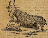 An illustration from Museo Cospiano : annesso a quello del famoso Vlisse Aldrovandi e donato alla sua patria dall' illustrissimo signor Ferdinando Cospi ..., fra' gli Accademici Gelati il Fedele, e principe al presente de' medesimi (1677)