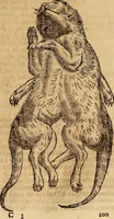 An illustration from Museo Cospiano : annesso a quello del famoso Vlisse Aldrovandi e donato alla sua patria dall' illustrissimo signor Ferdinando Cospi ..., fra' gli Accademici Gelati il Fedele, e principe al presente de' medesimi (1677)