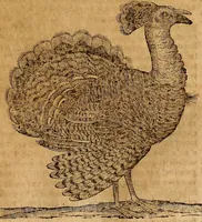An illustration from Museo Cospiano : annesso a quello del famoso Vlisse Aldrovandi e donato alla sua patria dall' illustrissimo signor Ferdinando Cospi ..., fra' gli Accademici Gelati il Fedele, e principe al presente de' medesimi (1677)