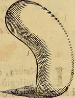 An illustration from Museo Cospiano : annesso a quello del famoso Vlisse Aldrovandi e donato alla sua patria dall' illustrissimo signor Ferdinando Cospi ..., fra' gli Accademici Gelati il Fedele, e principe al presente de' medesimi (1677)