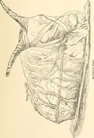 Picture 1 of 14 from Catalogue of the Museum and Gallery of Art of the New-York Historical Society, 1893 (1893), leaf 32